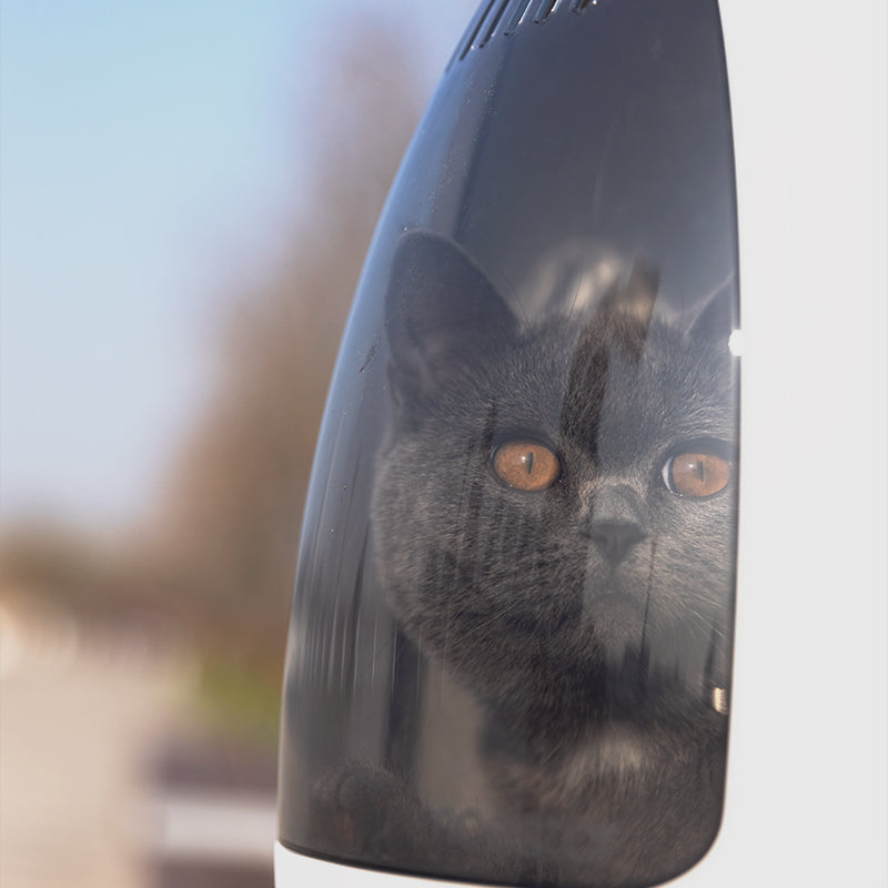 The Discovery Pet Backpack