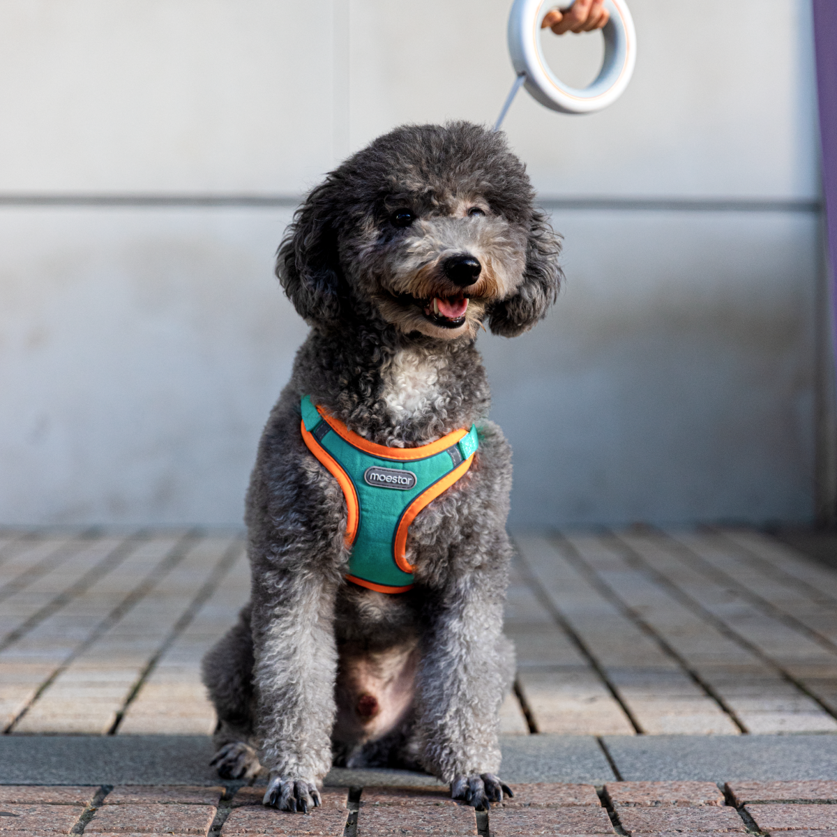 Pawsitively Awesome Pet Harness