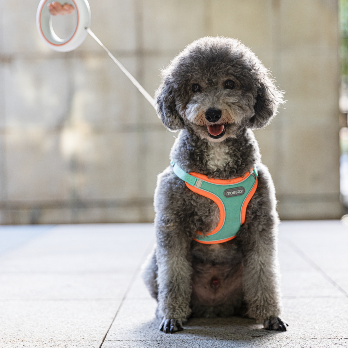 Pawsitively Awesome Pet Harness