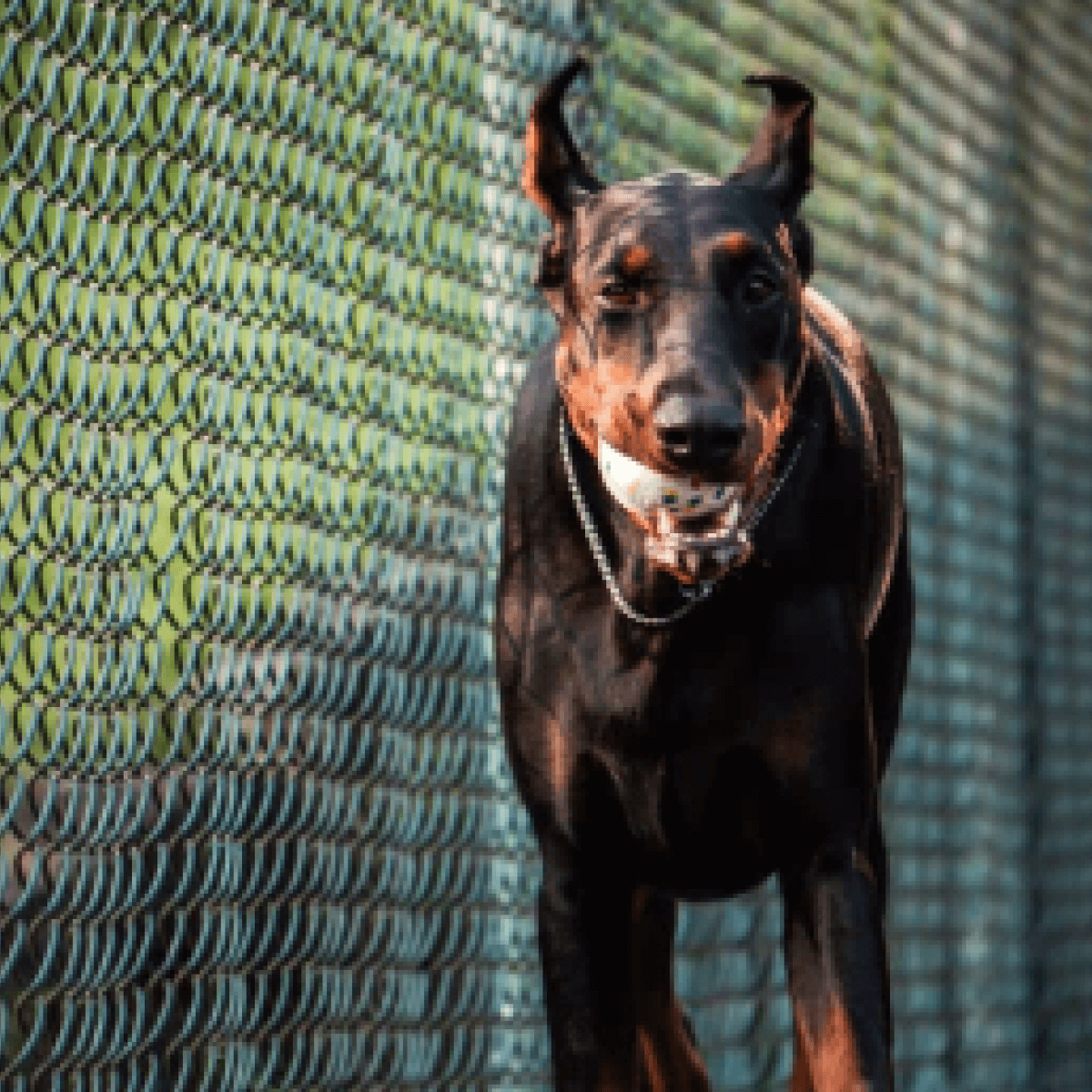 Go Play Ball