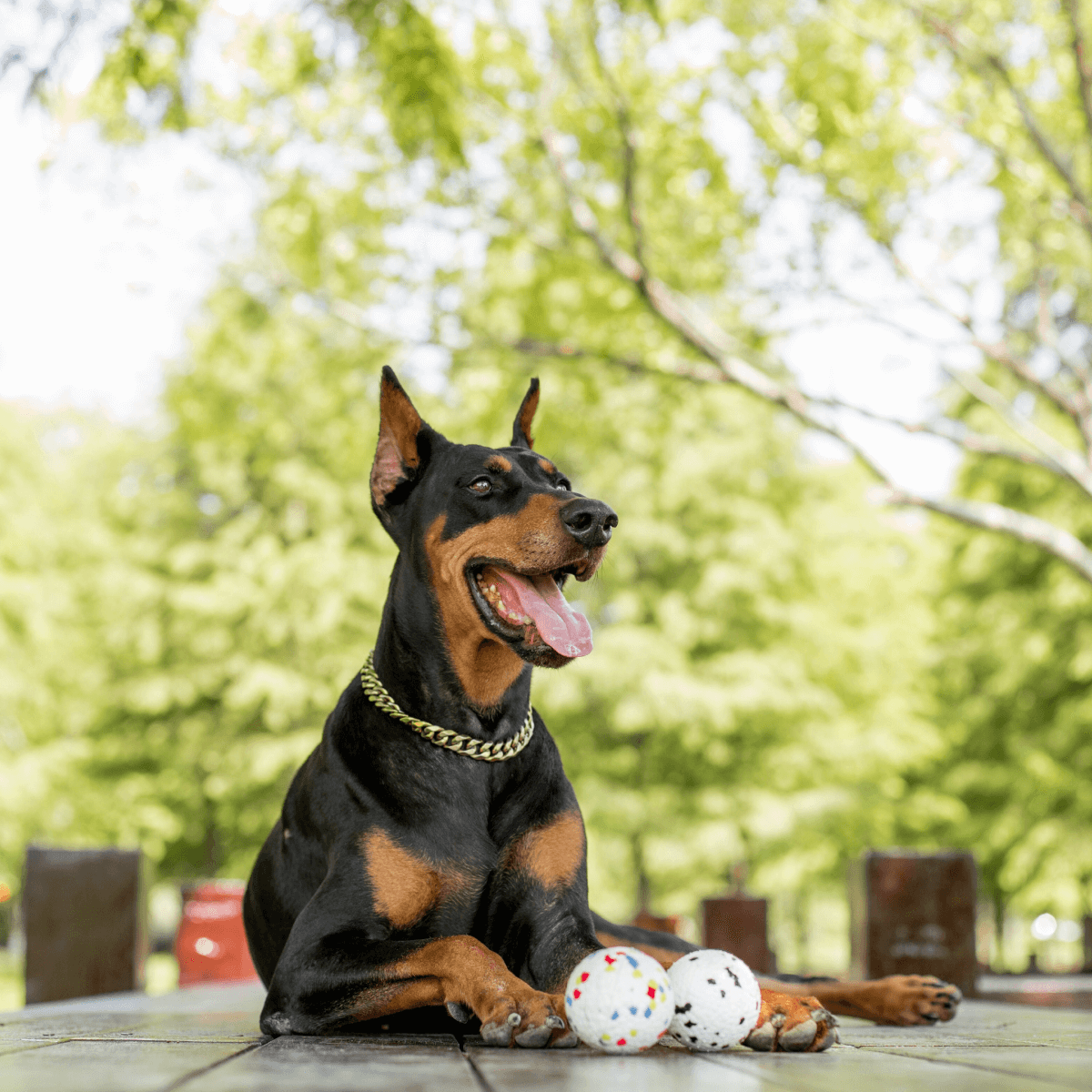 Go Play Ball