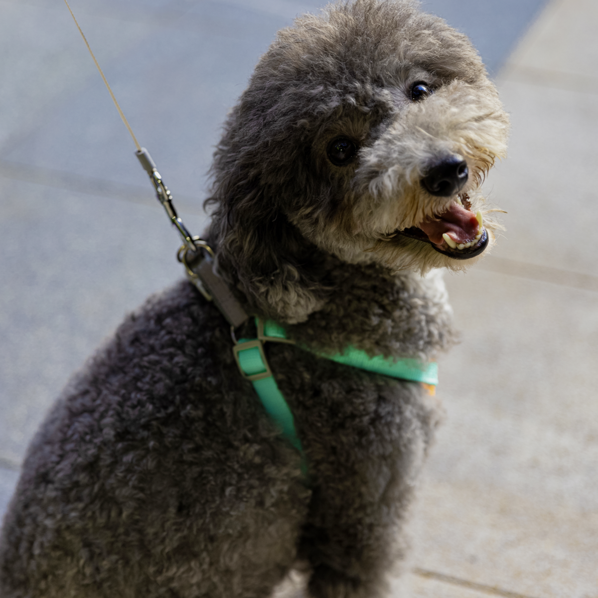 Pawsitively Awesome Pet Harness