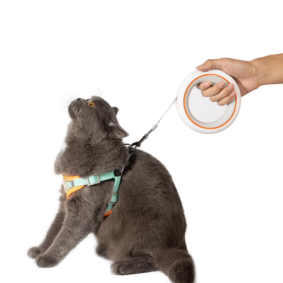 Pawsitively Awesome Pet Harness